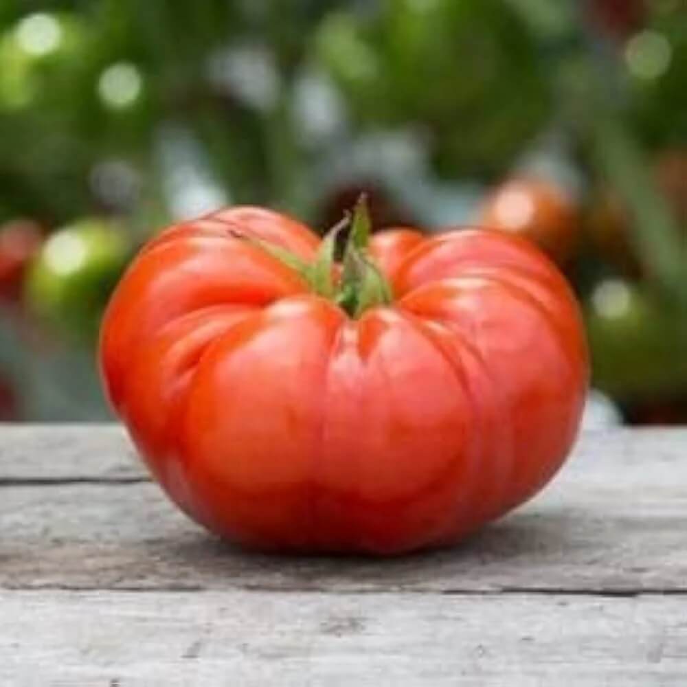 Tomato Seeds – Aussie Paste 