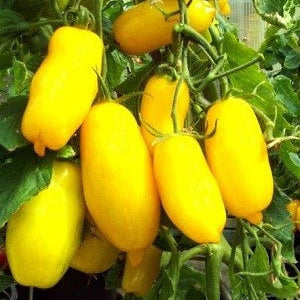 Tomato Seeds – Banana