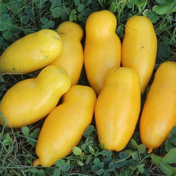 Tomato Seeds – Banana Legs