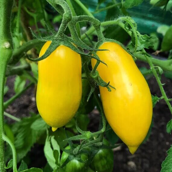 Tomato Seeds – Banana Legs