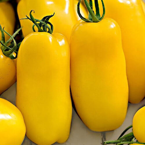 Tomato Seeds – Banana