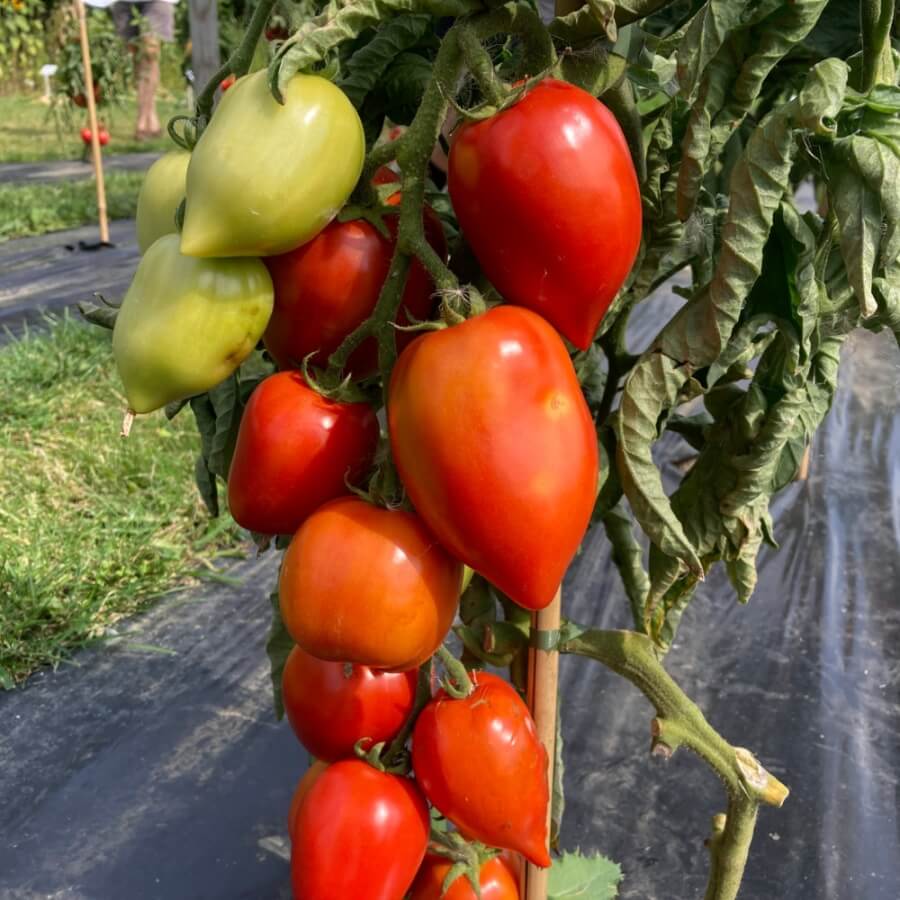 Tomato Seeds – Big Mama F1