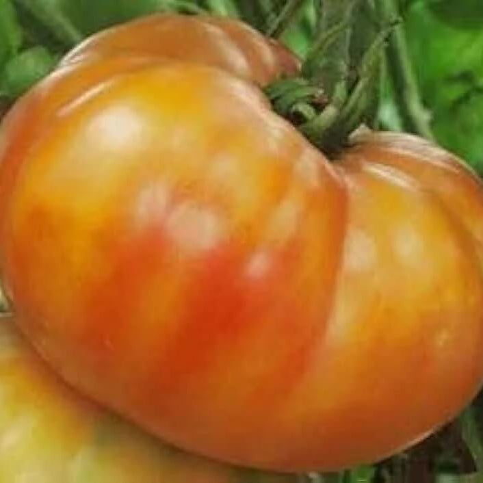 Tomato Seeds – Big Orange