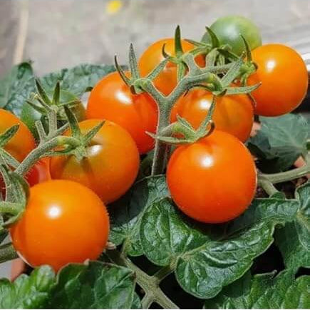 Tomato Seeds – Birdie Rouge