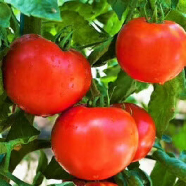 Tomato Seeds – Birdie Rouge