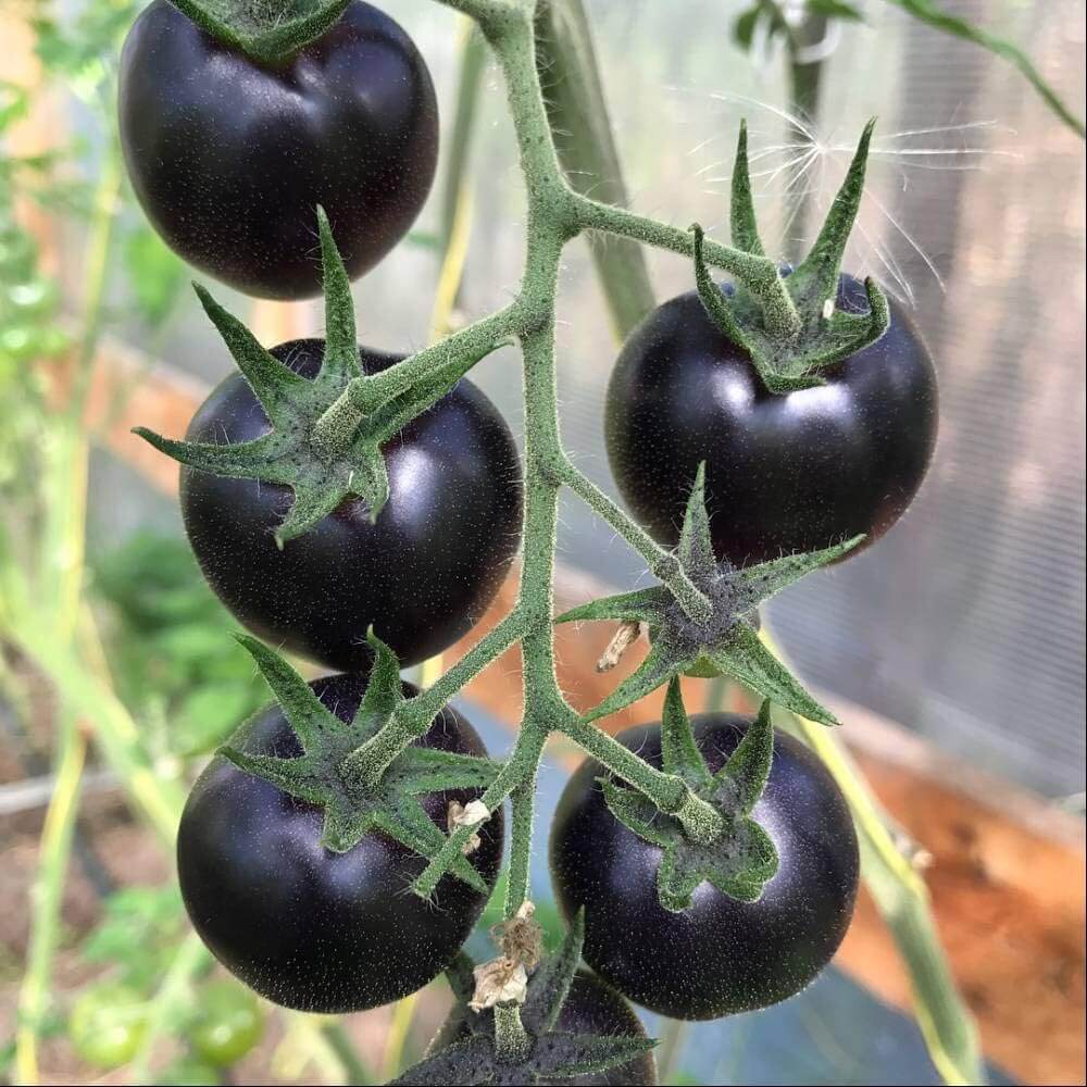 Tomato Seeds – Black