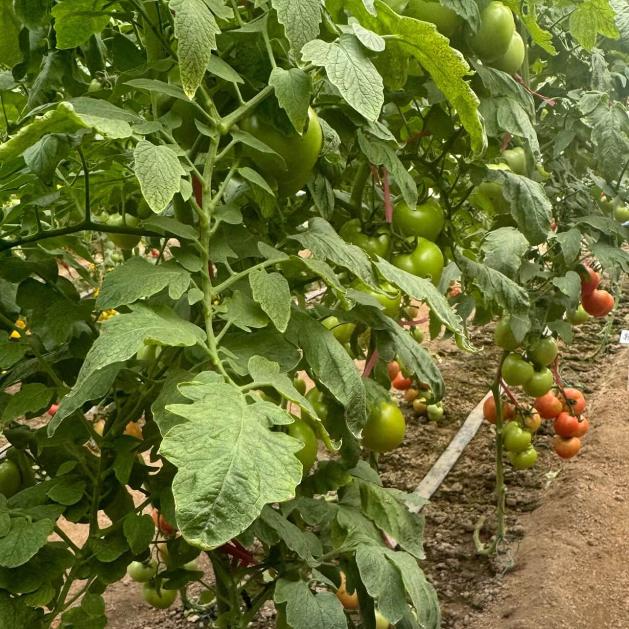 Tomato Seeds – Black Green