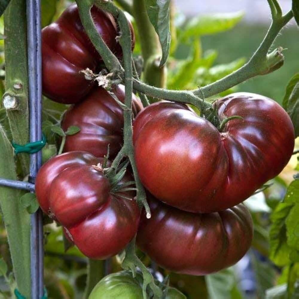 Tomato Seeds – Black Krim