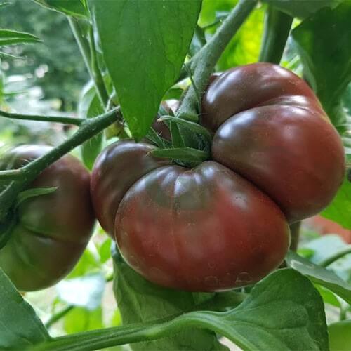Tomato Seeds – Black Krim