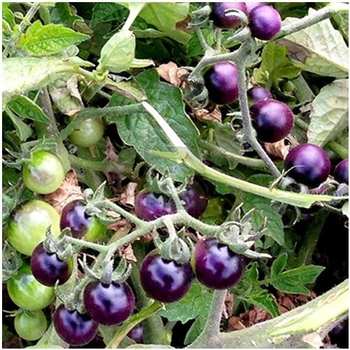 Tomato Seeds – Blue Berries
