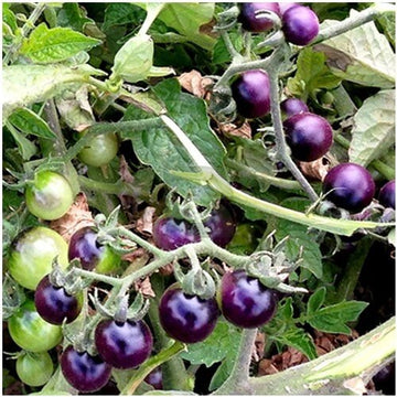 Tomato Seeds – Blue Berries