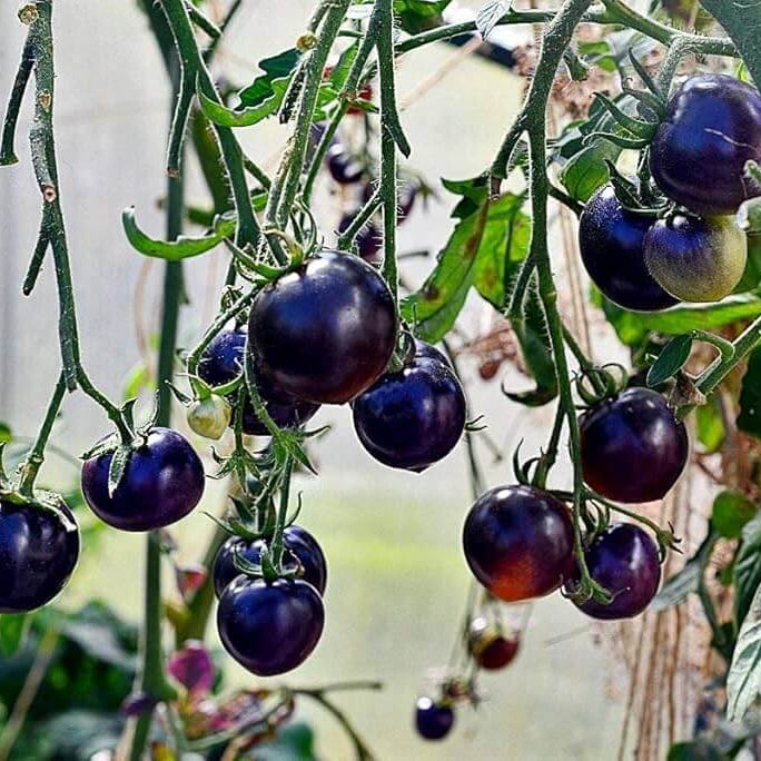 Tomato Seeds – Blue Indigo Rose