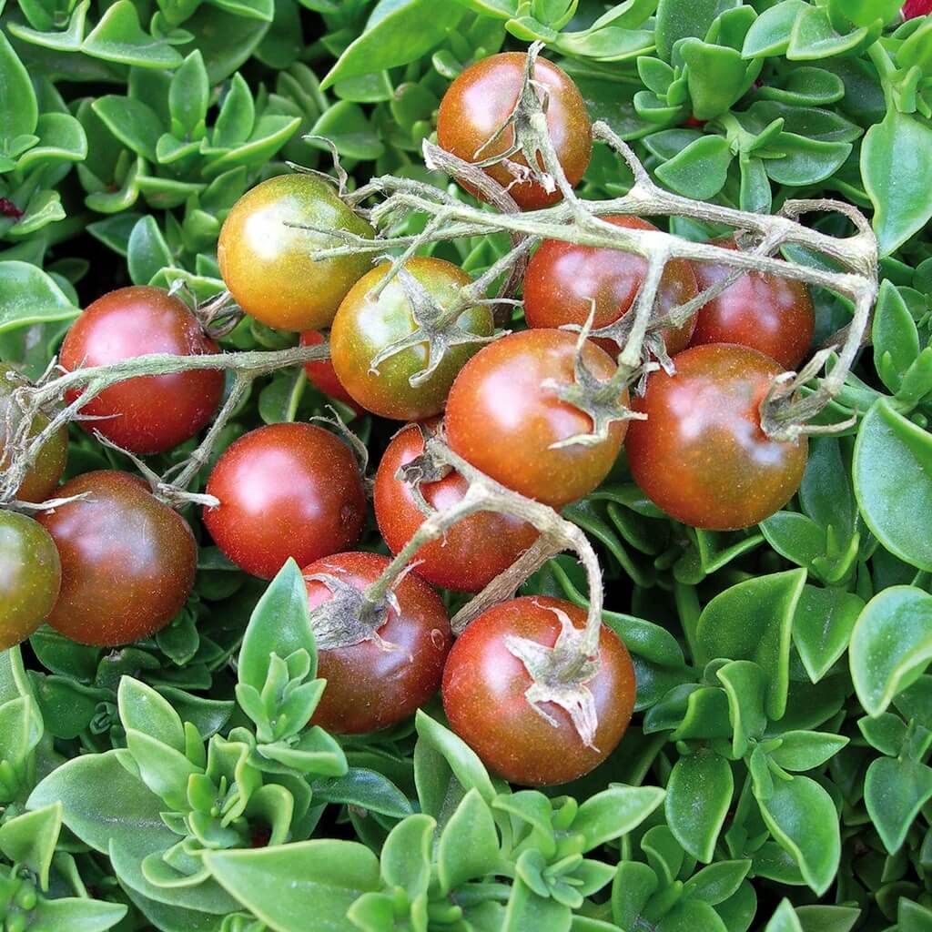 Tomato Seeds – Brown Berry