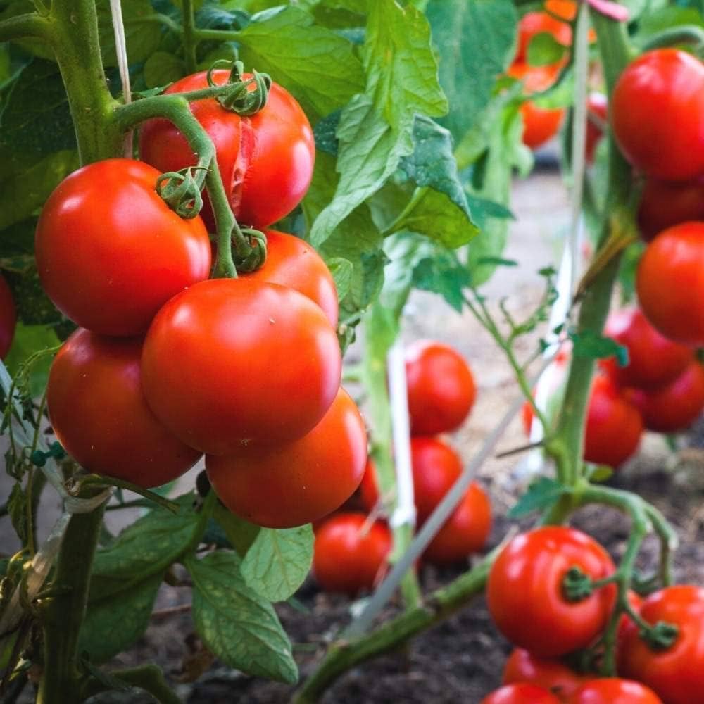 Tomato Seeds – Campari
