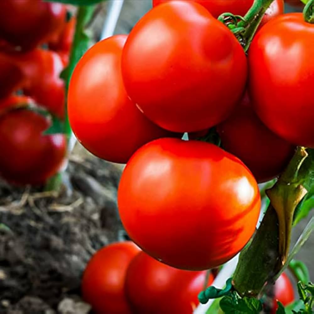 Tomato Seeds – Campari
