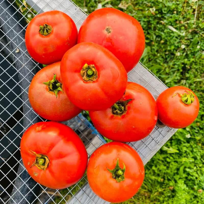 Tomato Seeds – Campbell's Soup