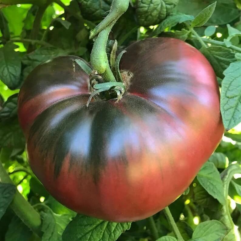 Tomato Seeds – Cherokee