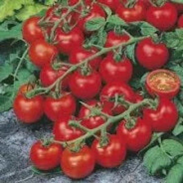 Tomato Seeds – Cherry