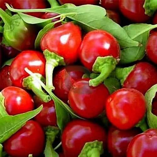 Tomato Seeds – Chili