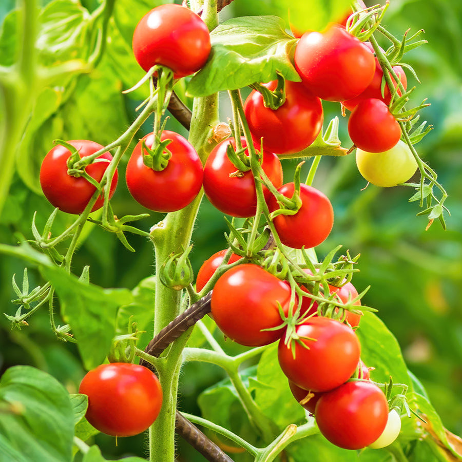 Tomato Seeds – Classic Mix