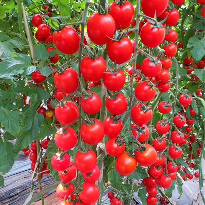 Tomato Seeds – Climbing Waterfall
