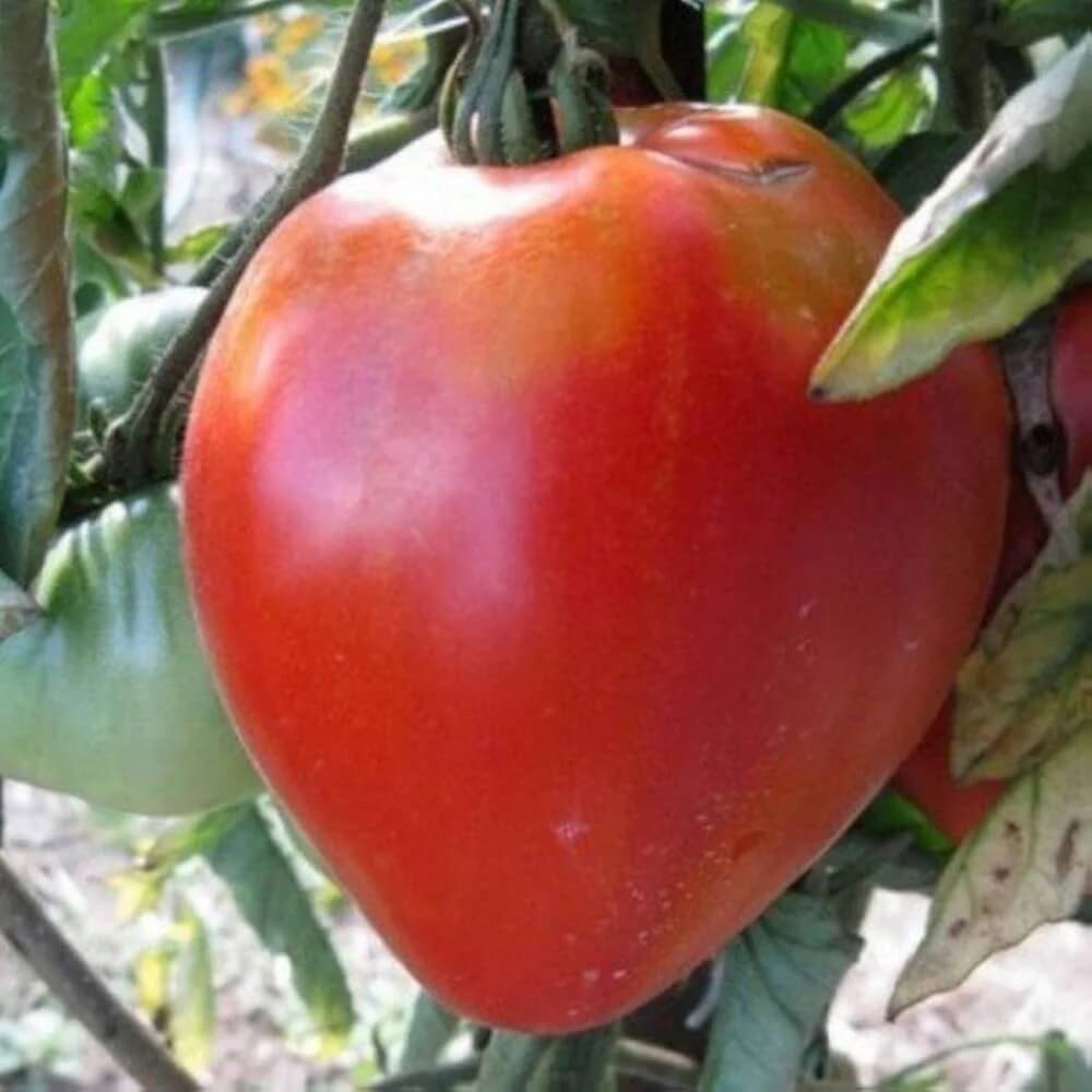 Tomato Seeds – Coeur de Boeuf Rose