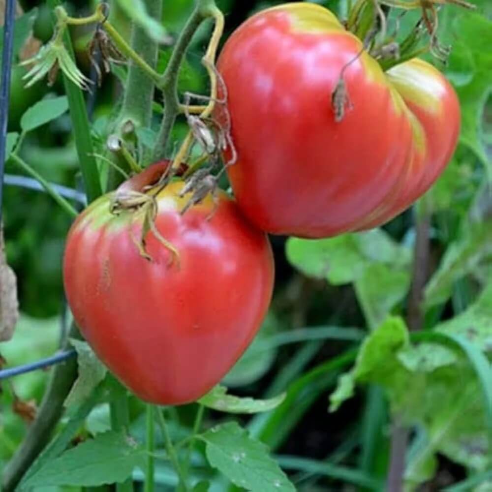 Tomato Seeds – Coeur de Boeuf Rose
