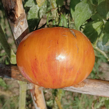 Tomato Seeds – Copia