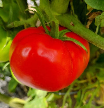 Tomato Seeds – Cosmonaut Volkov