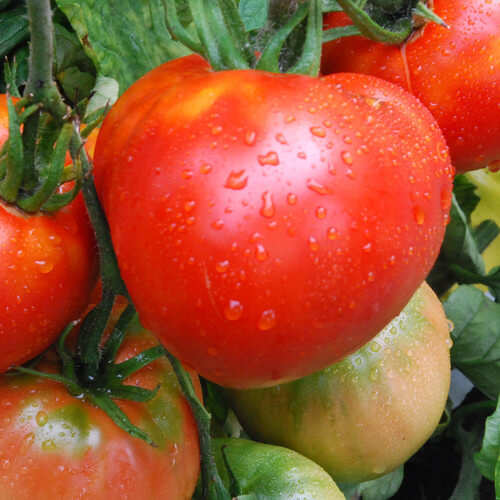 Tomato Seeds – Cosmonaut Volkov