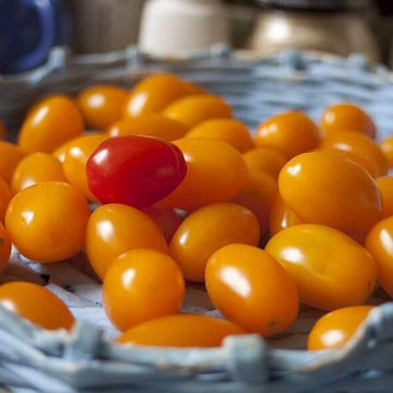Tomato Seeds – Cream Orange