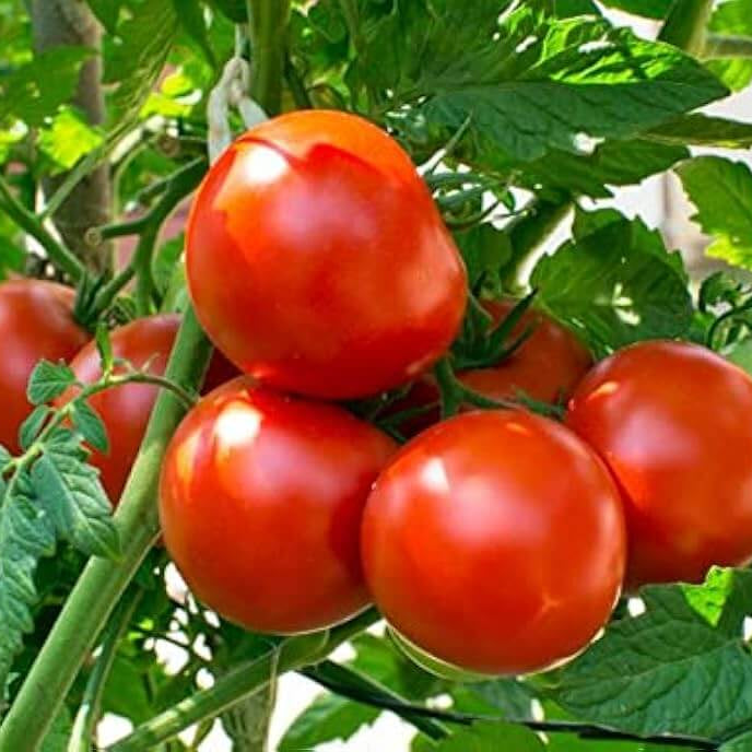 Tomato Seeds – Dar ZaVolzhzhya