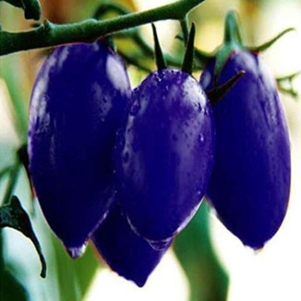 Tomato Seeds – Dark Blue