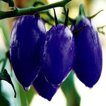 Tomato Seeds – Dark Blue