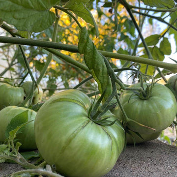 Tomato Seeds – Dark Green