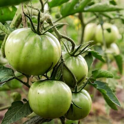 Tomato Seeds – Dark Green