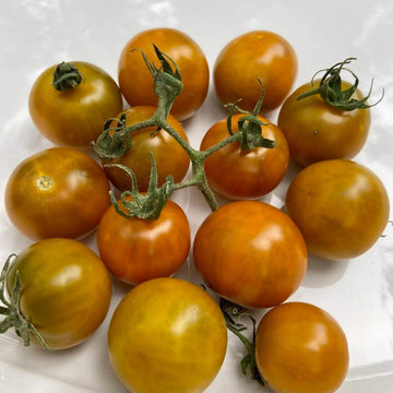 Tomato Seeds – Dark Orange