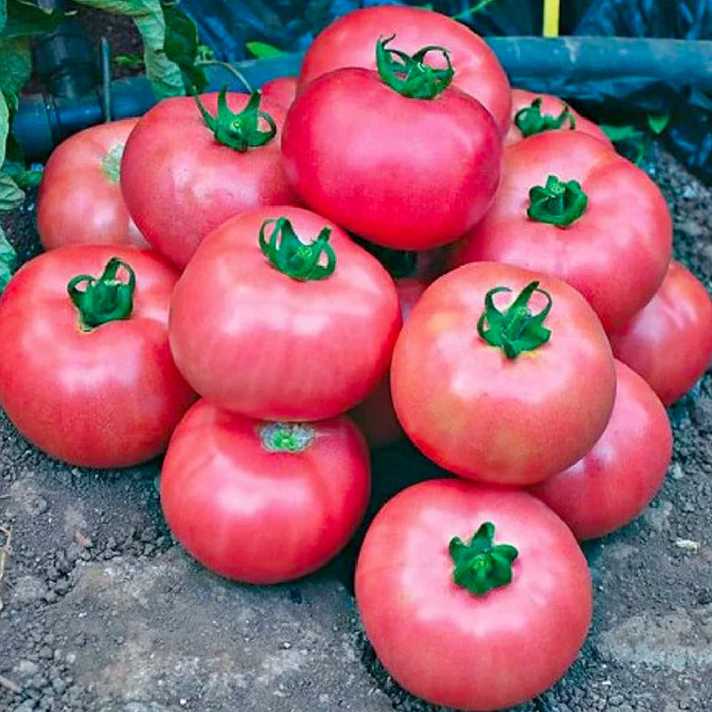 Tomato Seeds – Dark Pink