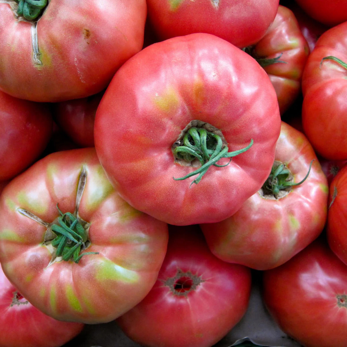 Tomato Seeds – Dark Pink