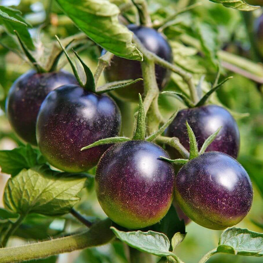 Tomato Seeds – Dark Violet