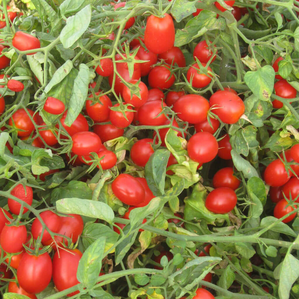 Tomato Seeds – Datterino
