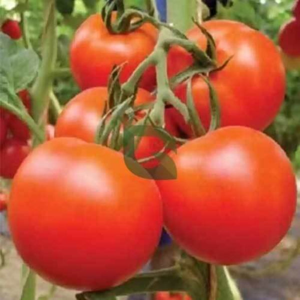 Tomato Seeds – Deep Red