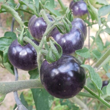 Tomato Seeds – Deep Violet