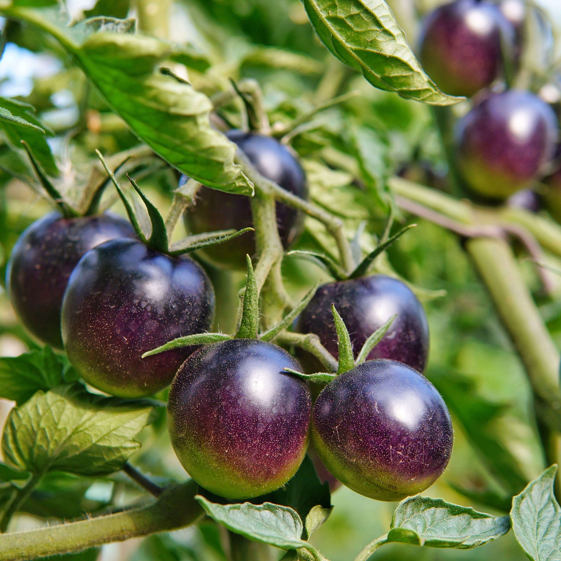 Tomato Seeds – Deep Violet