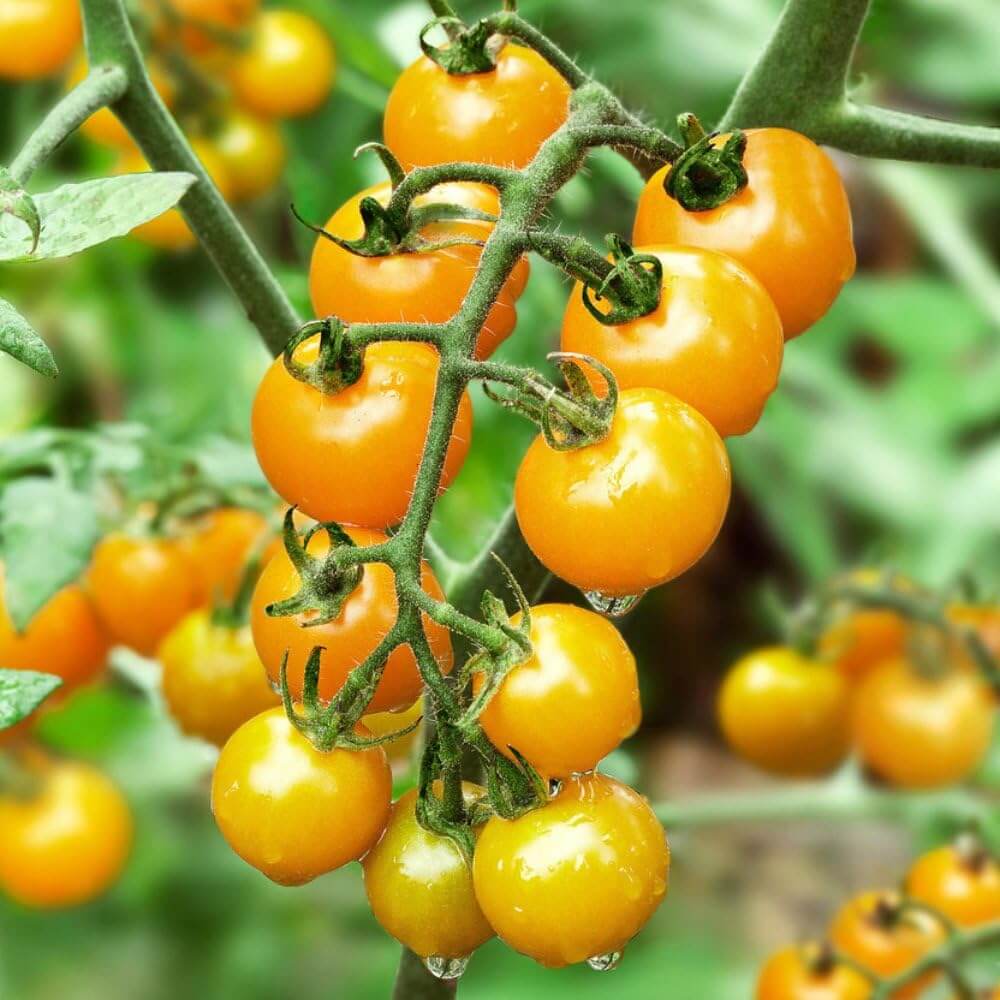 Tomato Seeds – Deep Yellow