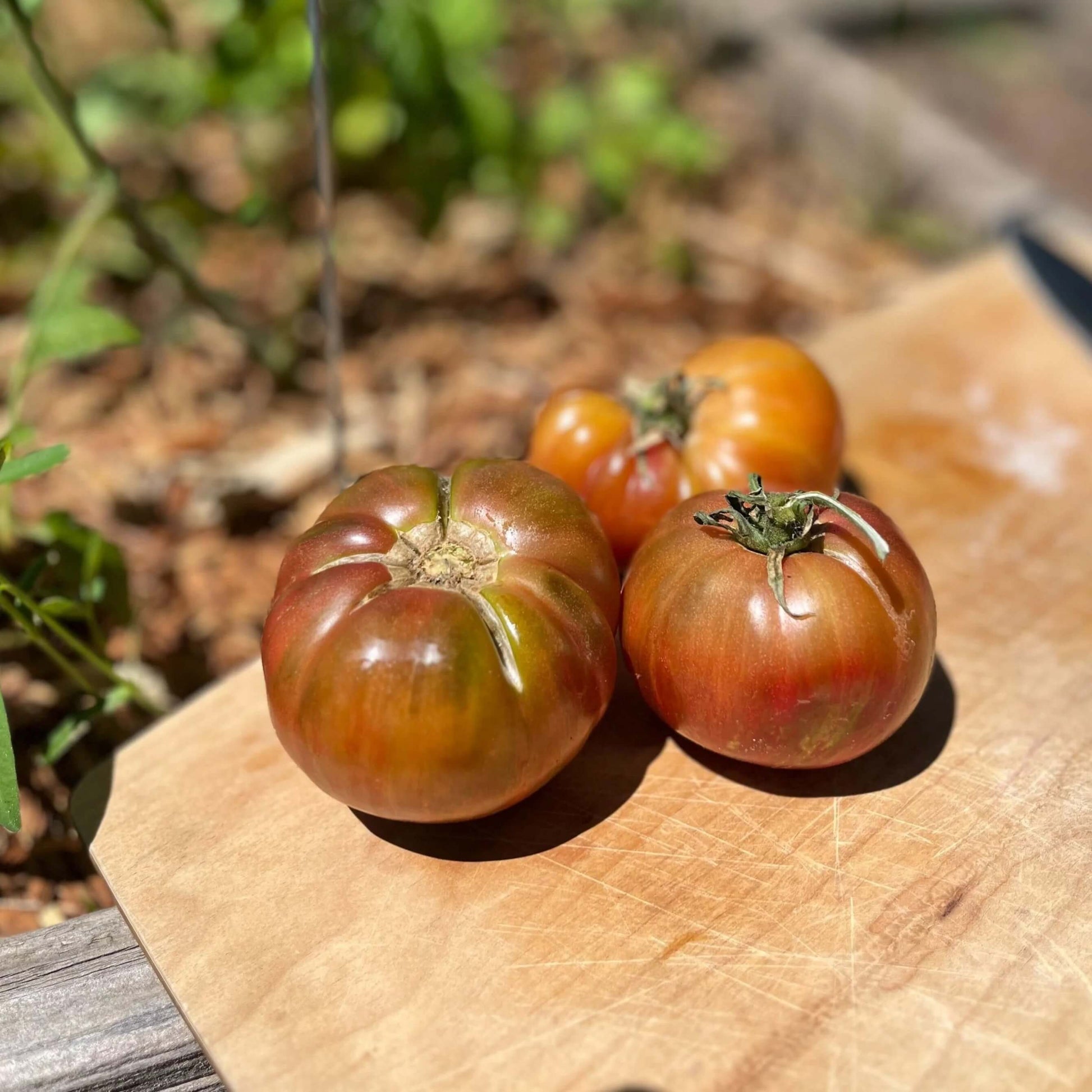 Tomato Seeds – Dwarf Chocolate