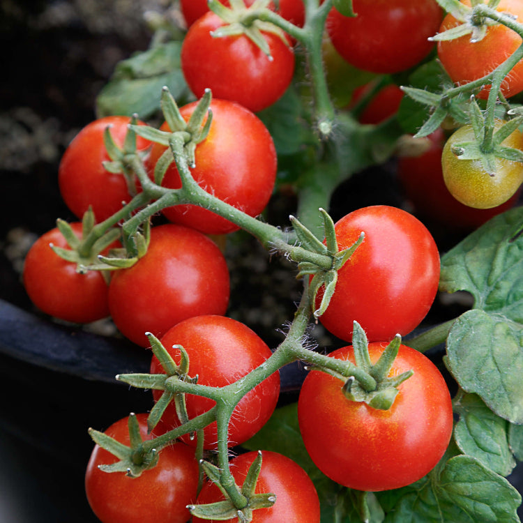 Tomato Seeds – Dwarf Red Robin
