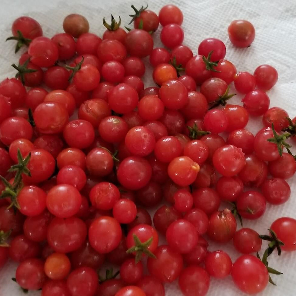 Tomato Seeds – Everglades