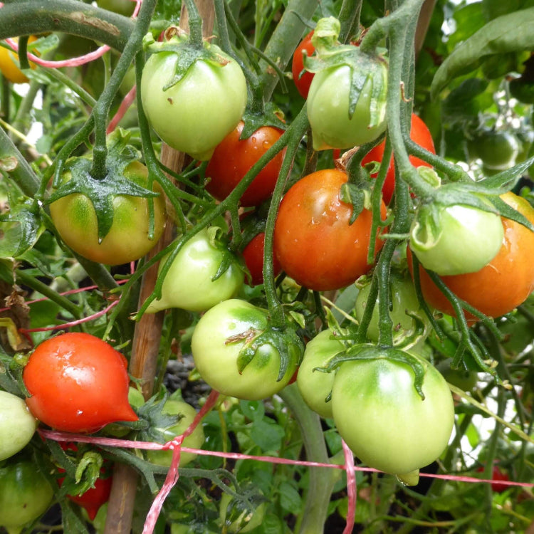 Tomato Seeds – Geranium Kiss