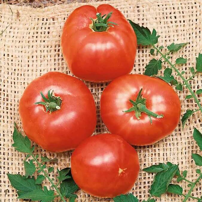 Tomato Seeds – German